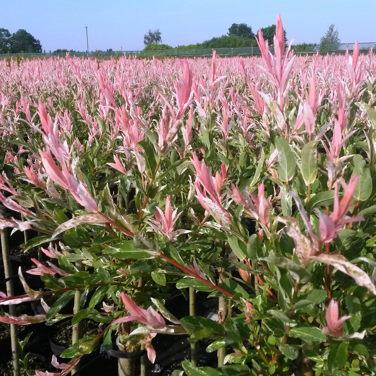 Salix Flamingo - Ø19cm - ↕90-100cm