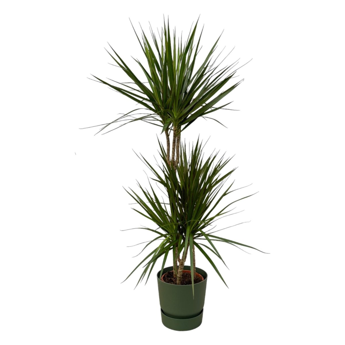 Dracaena Marginata kaufen – Drachenbaum mit Topf oder Korb - Wurzelwerk Design