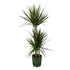 Dracaena Marginata kaufen – Drachenbaum mit Topf oder Korb - Wurzelwerk Design