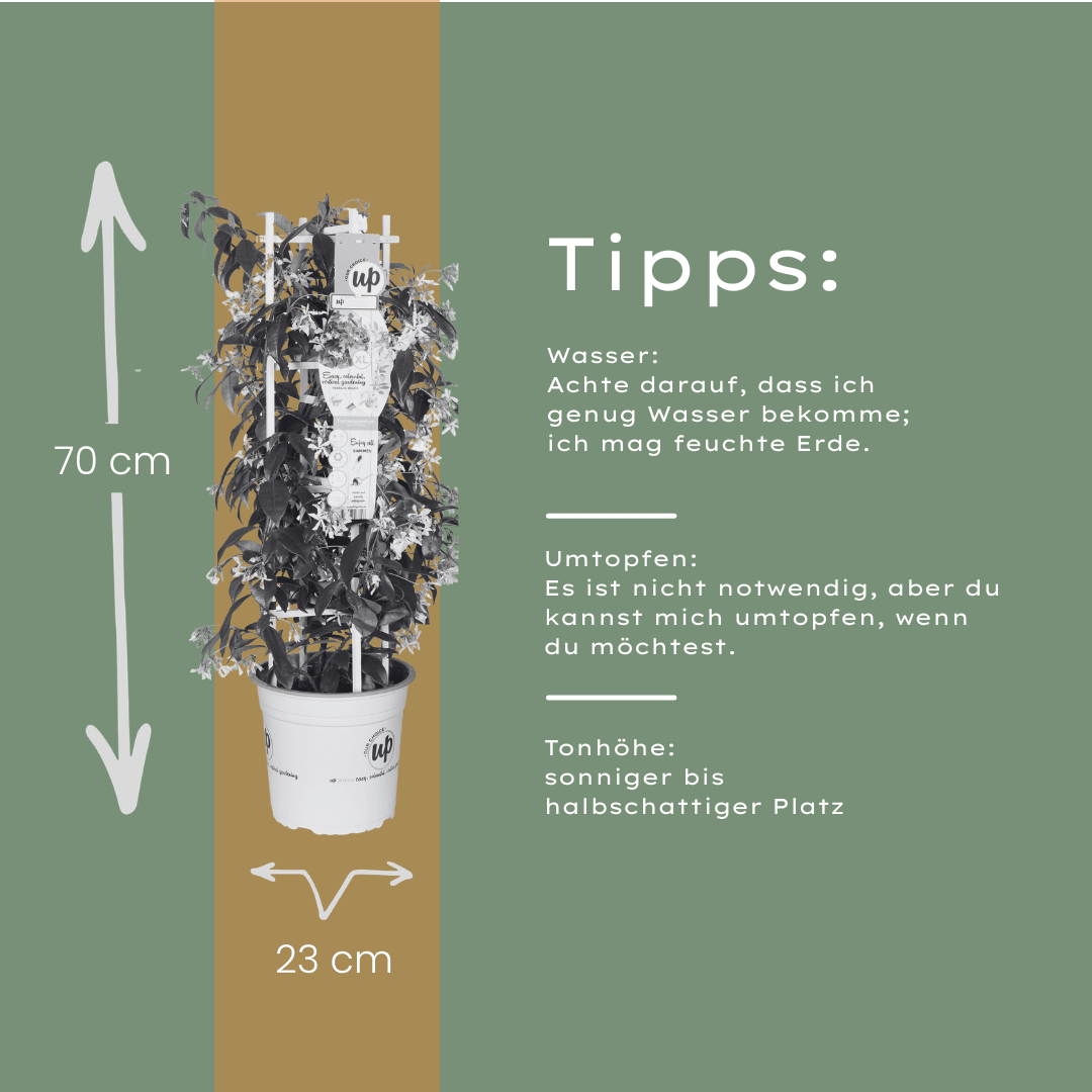 Sternjasmin kaufen | Trachelospermum jasminoides &