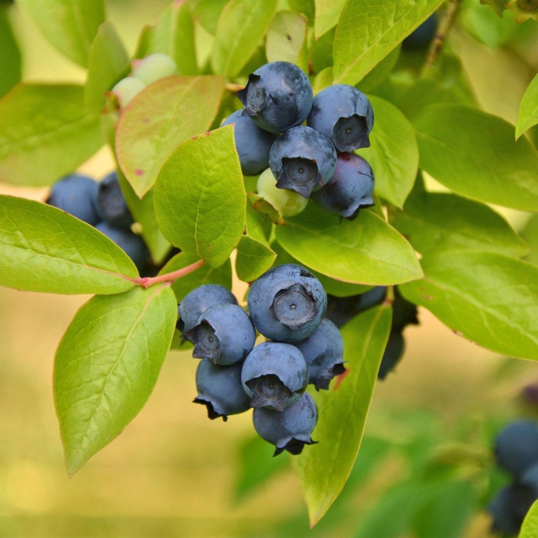 Blaubeere - Vaccinium corymbosum Patriot - 2 Plants - Topf 15cm - Höhe 50cm - Wurzelwerk Design
