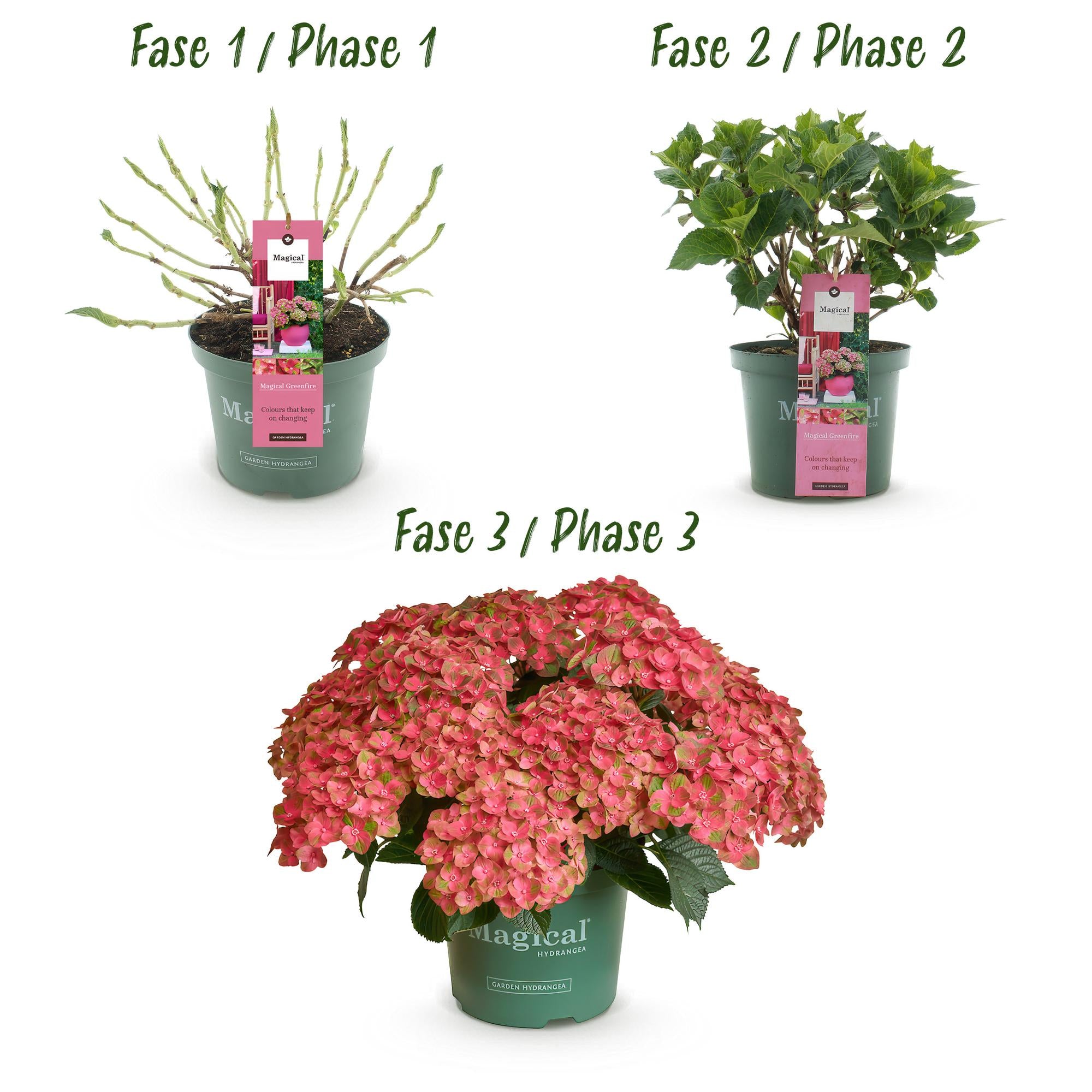 Balkonpflanze - Hortensie - Hydrangea Magical Green Fire - Rosa Grün - 6-10 Blüten - 2 Pflanzen - Topf 23cm Höhe 55cm