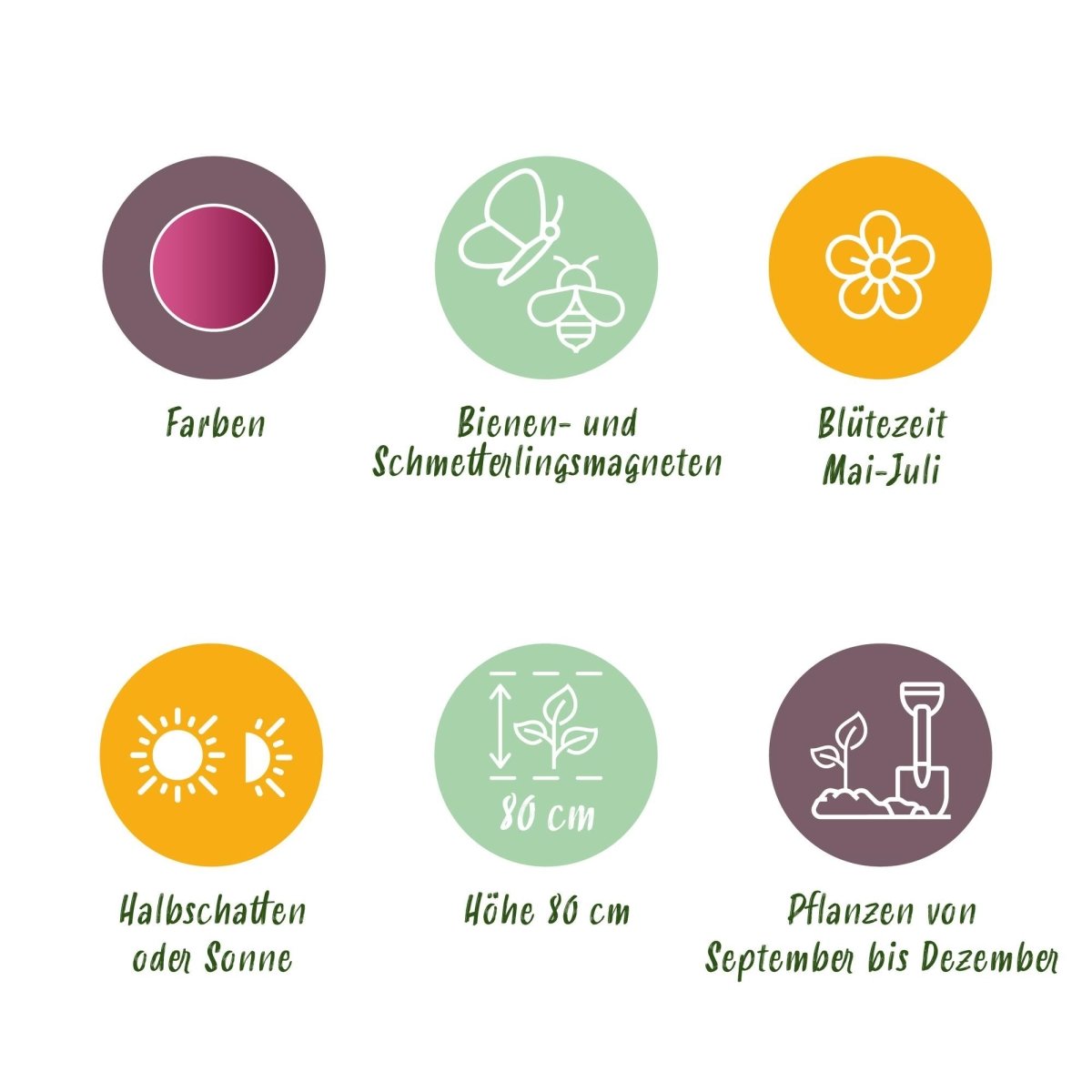 Blumenzwiebeln Allium Sphaerocephalon | 100 Stück Lila – Zwiebelgröße 5/6 – XXL Pack - Wurzelwerk Design