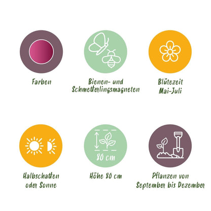Blumenzwiebeln Allium Sphaerocephalon | 100 Stück Lila – Zwiebelgröße 5/6 – XXL Pack - Wurzelwerk Design