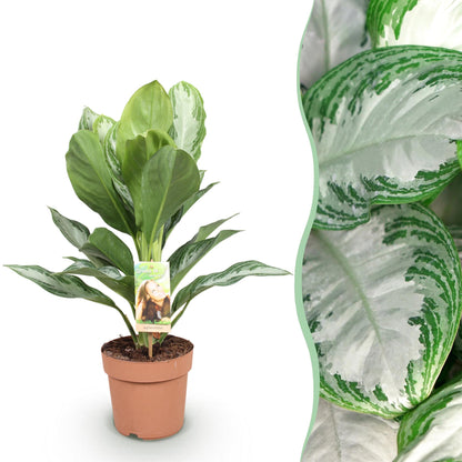 Everspring Aglaonema Silver Bay Pflanze, Silberblatt, Höhe 70-75cm, grüne Blätter mit silbernen Mustern, Zimmerpflanze