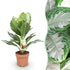 Everspring Aglaonema Silver Bay Pflanze, Silberblatt, Höhe 70-75cm, grüne Blätter mit silbernen Mustern, Zimmerpflanze