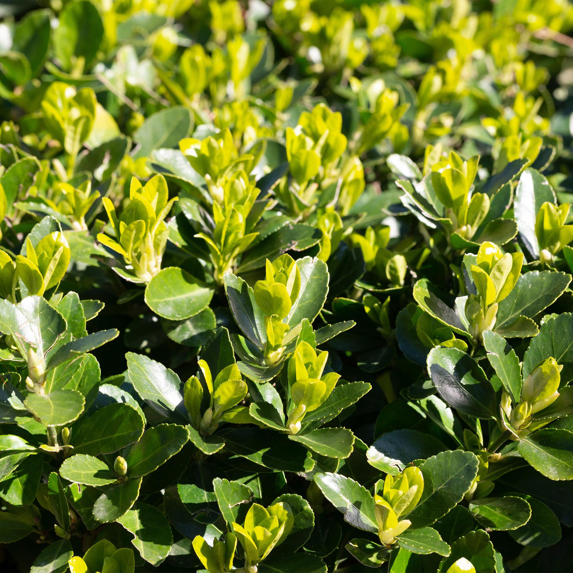 Spindelstrauch Green Spire – Euonymus japonicus online kaufen | 6 Pflanzen für 1 m Hecke, immergrün &amp; schmal – Wurzelwerk Design