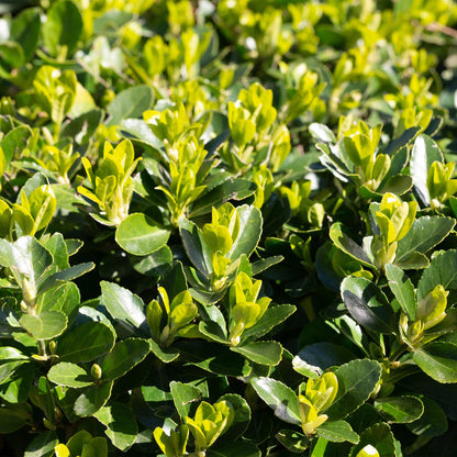 Spindelstrauch Green Spire – Euonymus japonicus online kaufen | 6 Pflanzen für 1 m Hecke, immergrün &amp; schmal – Wurzelwerk Design