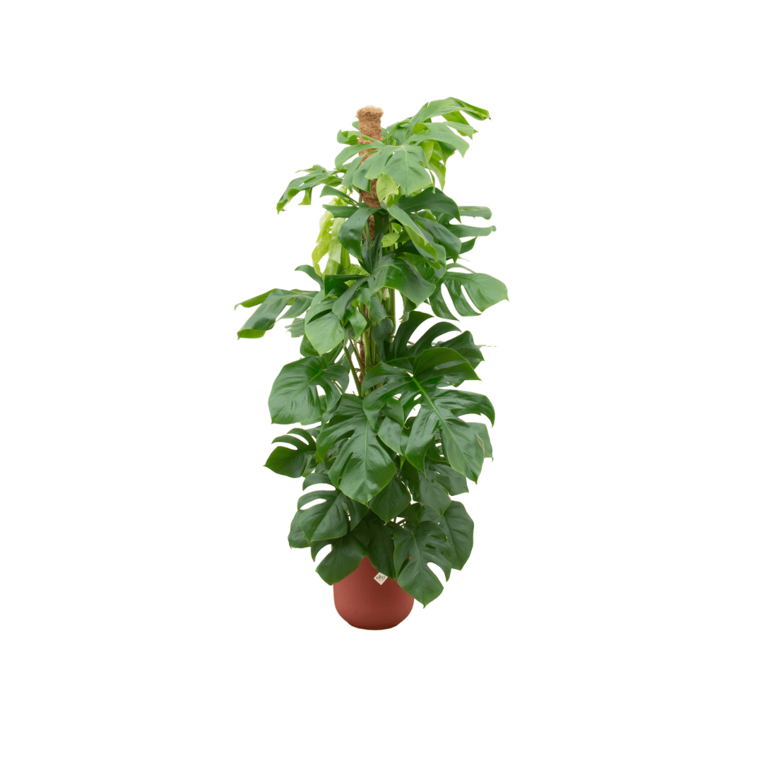 Monstera kaufen – Monstera Pertusum XL im Topf, ca. 120 cm - Wurzelwerk Design