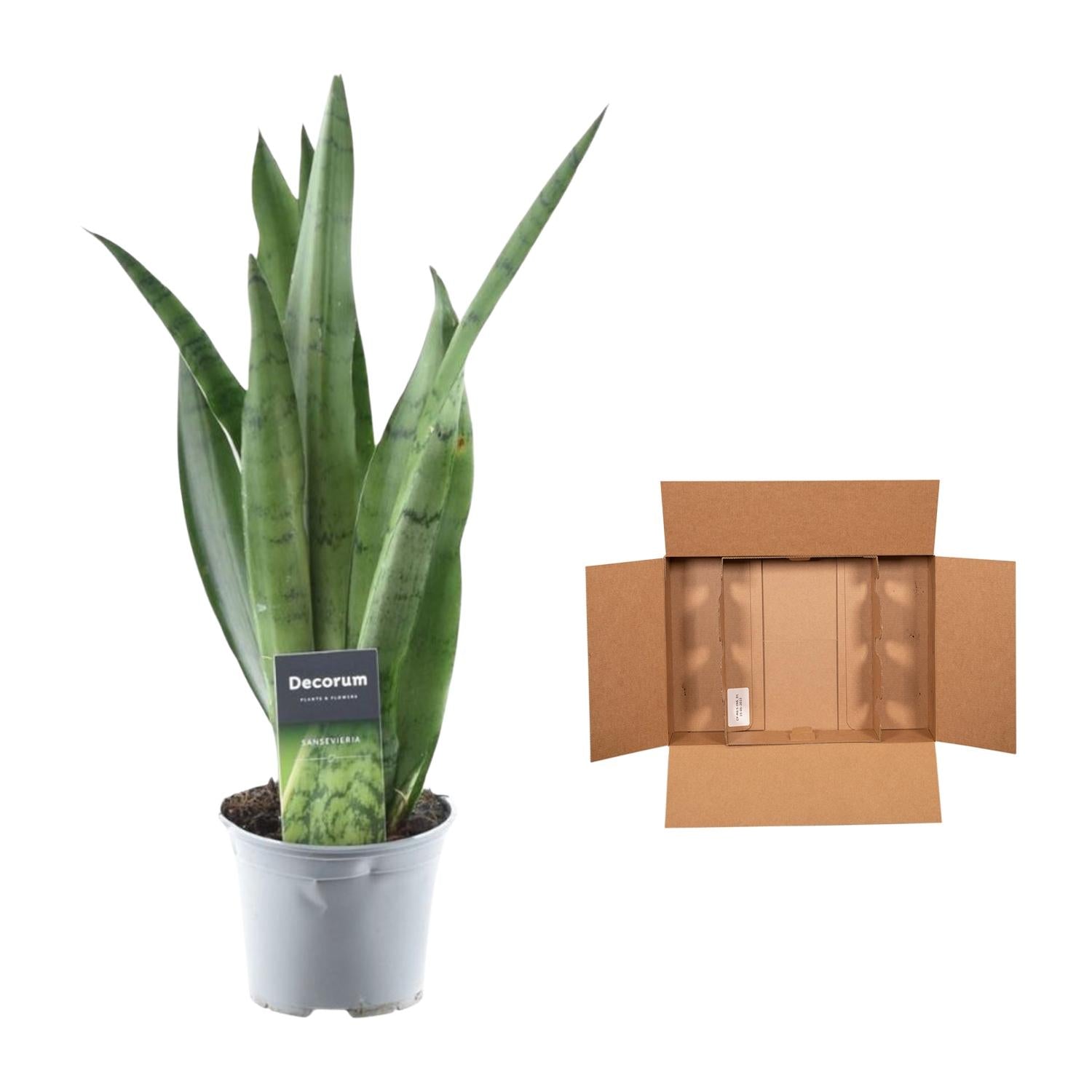 Sansevieria ‘Spearmint’ – 45 cm Bogenhanf in Mintgrün