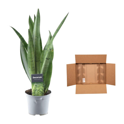Sansevieria ‘Spearmint’ – 45 cm Bogenhanf in Mintgrün