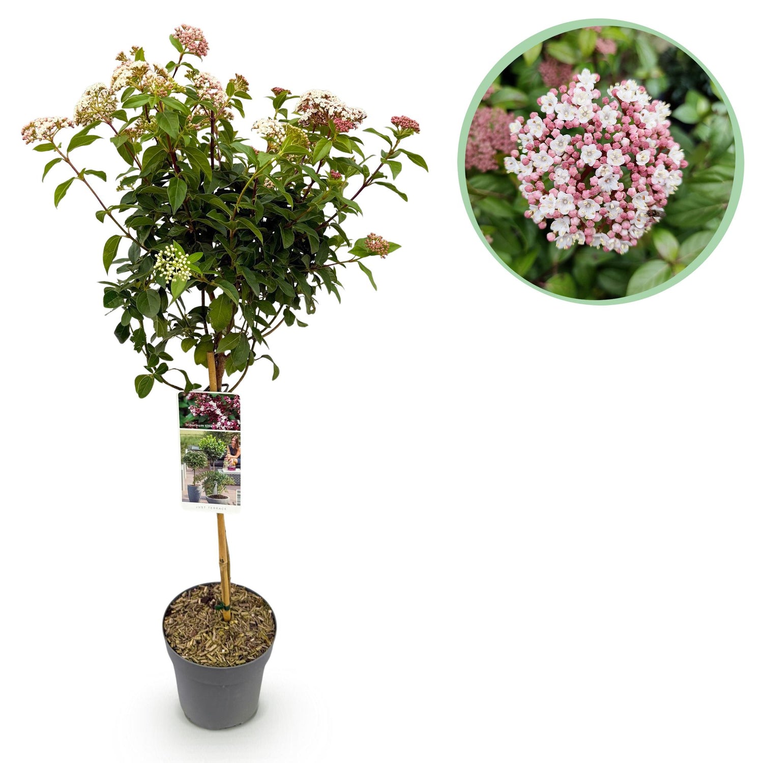 Viburnum tinus Eve Price, immergrüne Terrassenpflanze mit weißen-rosafarbenen Blüten, Topf, winterhart, 90cm hoch