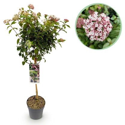 Viburnum tinus Eve Price, immergrüne Terrassenpflanze mit weißen-rosafarbenen Blüten, Topf, winterhart, 90cm hoch