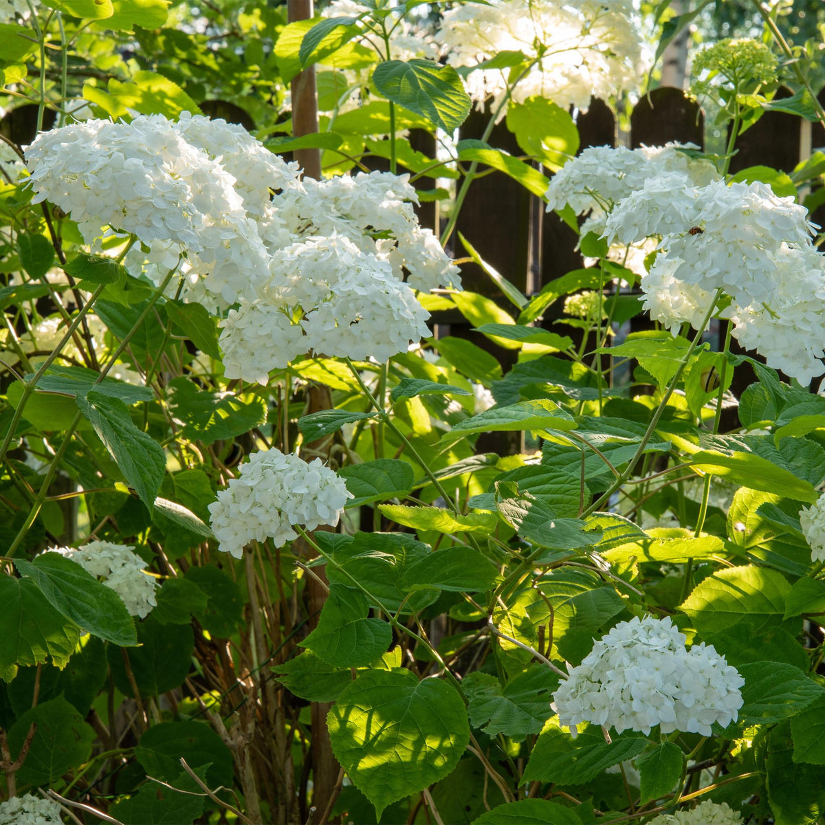 Rispenhortensie Hydrangea arborescens Annabelle in Topf, weiße Blüten, große Blüten, sommerliche Pflanze, 17cm Topf, 50cm hoch