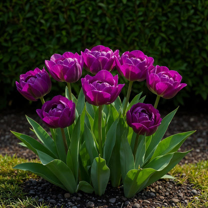 Everspring Tulpen Double Lilac in Lila, 50 Zwiebeln, Zwiebelgröße 11/12, XXL Pack, für Garten und Blumenbeet