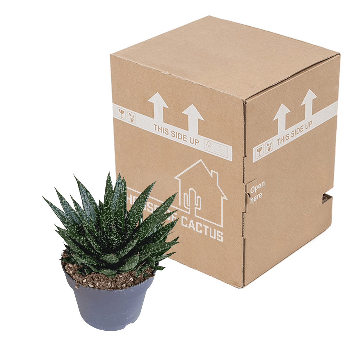Große Gasteria Sukkulente von Everspring, grüne Pflanze mit dicken, fleckigen Blättern, Durchmesser 17 cm, Nahaufnahme.
