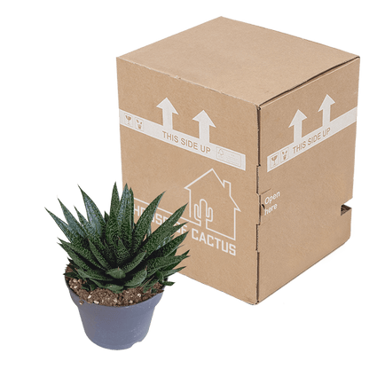 Große Gasteria Sukkulente von Everspring, grüne Pflanze mit dicken, fleckigen Blättern, Durchmesser 17 cm, Nahaufnahme.