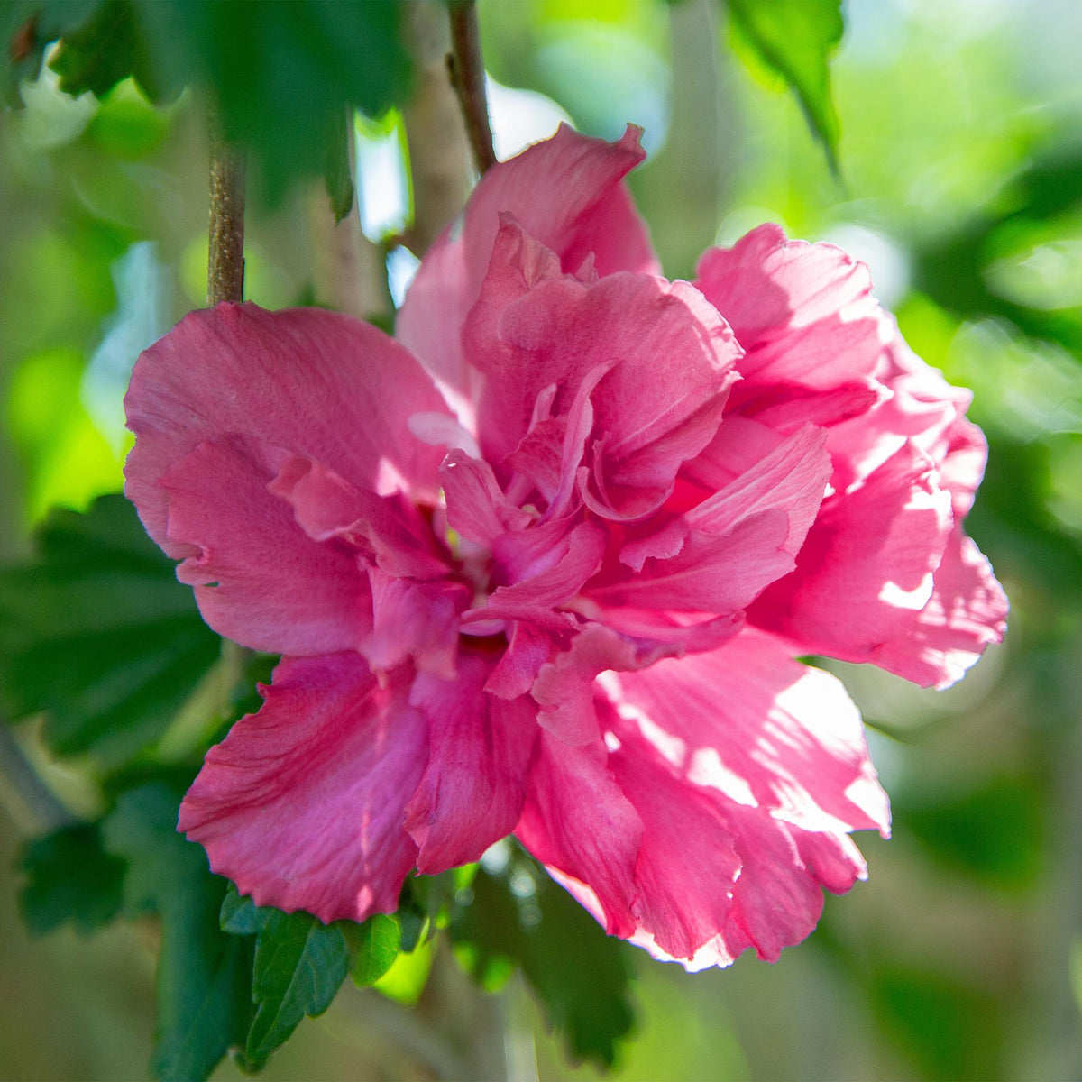 Hibiscus syriacus Magenta Chiffon® Topfpflanze mit rosa Blüten, laubabwerfend, winterhart, ca. 90cm hoch, 19cm Topf von Everspring