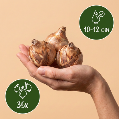 Blumenzwiebel-Mischung Sonnengarten – online kaufen | 35 bis 280 Zwiebeln für vollsonnige Standorte – Wurzelwerk Design