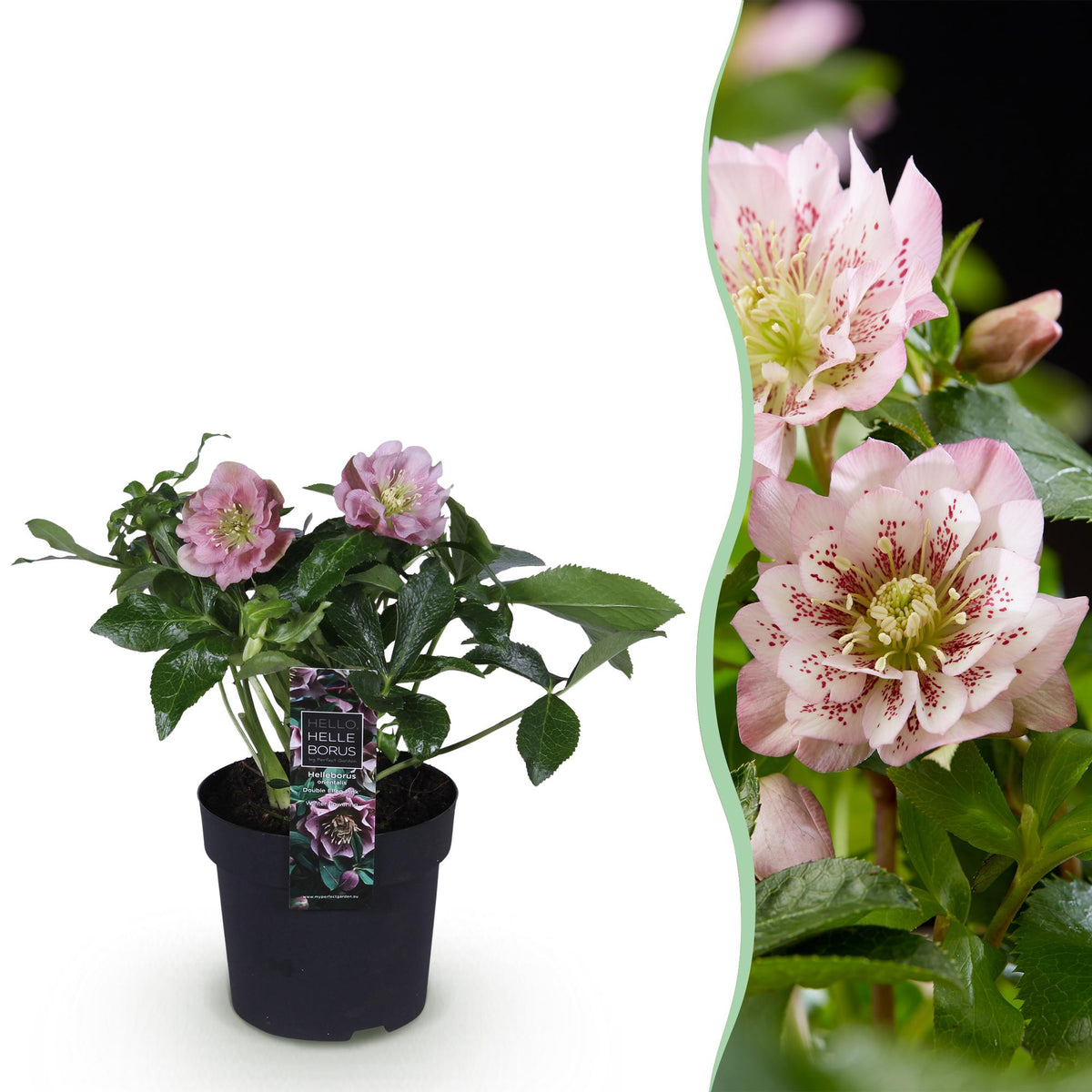 Christrose kaufen - Helleborus orientalis Double Ellen Pink - Rosa Blüte - 1 Pflanze - Immergrün - Topf 14cm Höhe 35cm