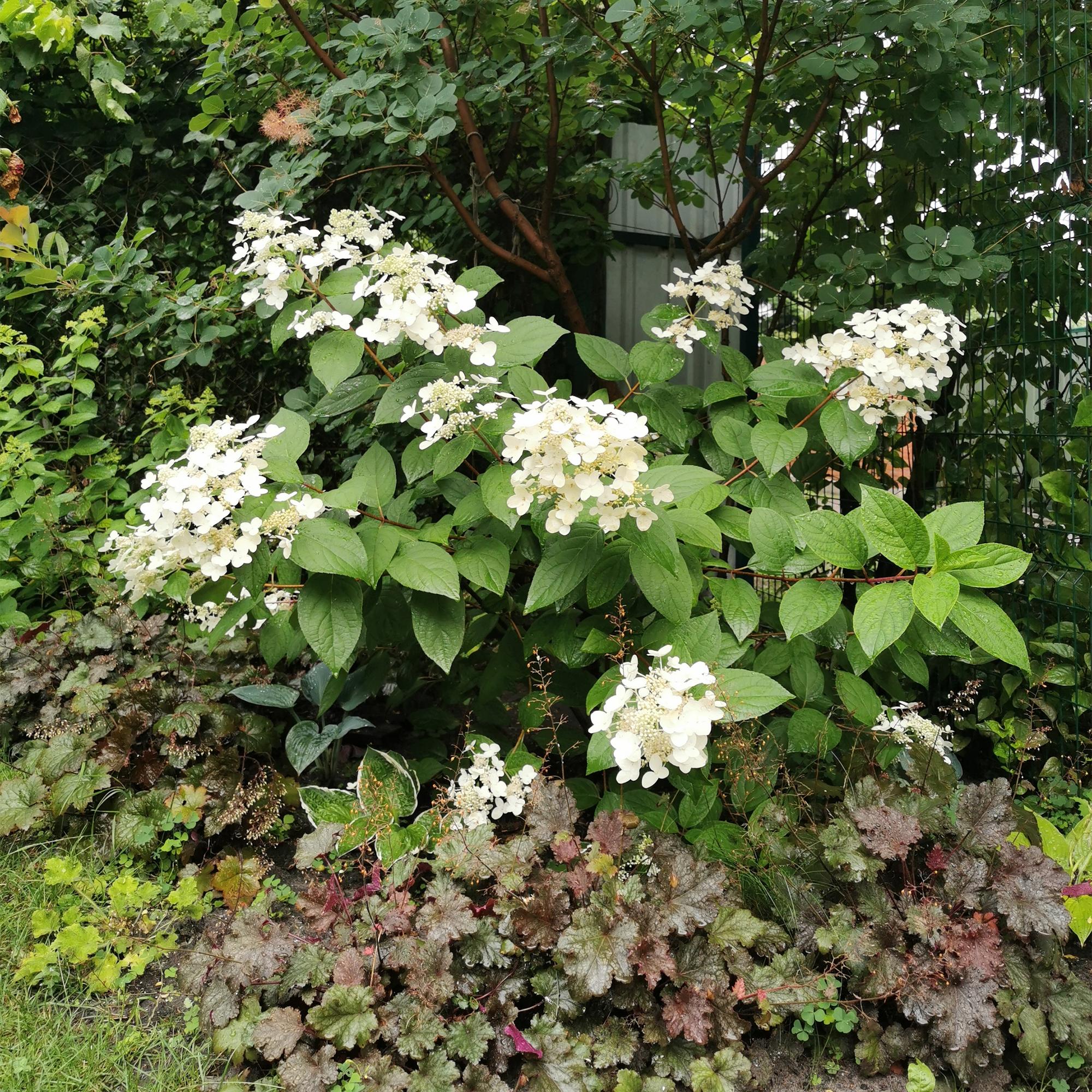 Rispenhortensie Hydrangea panniculata Wims Red in Topf, weiße und rote Blüten, große Blüten, laubabwerfend, ca. 50cm hoch