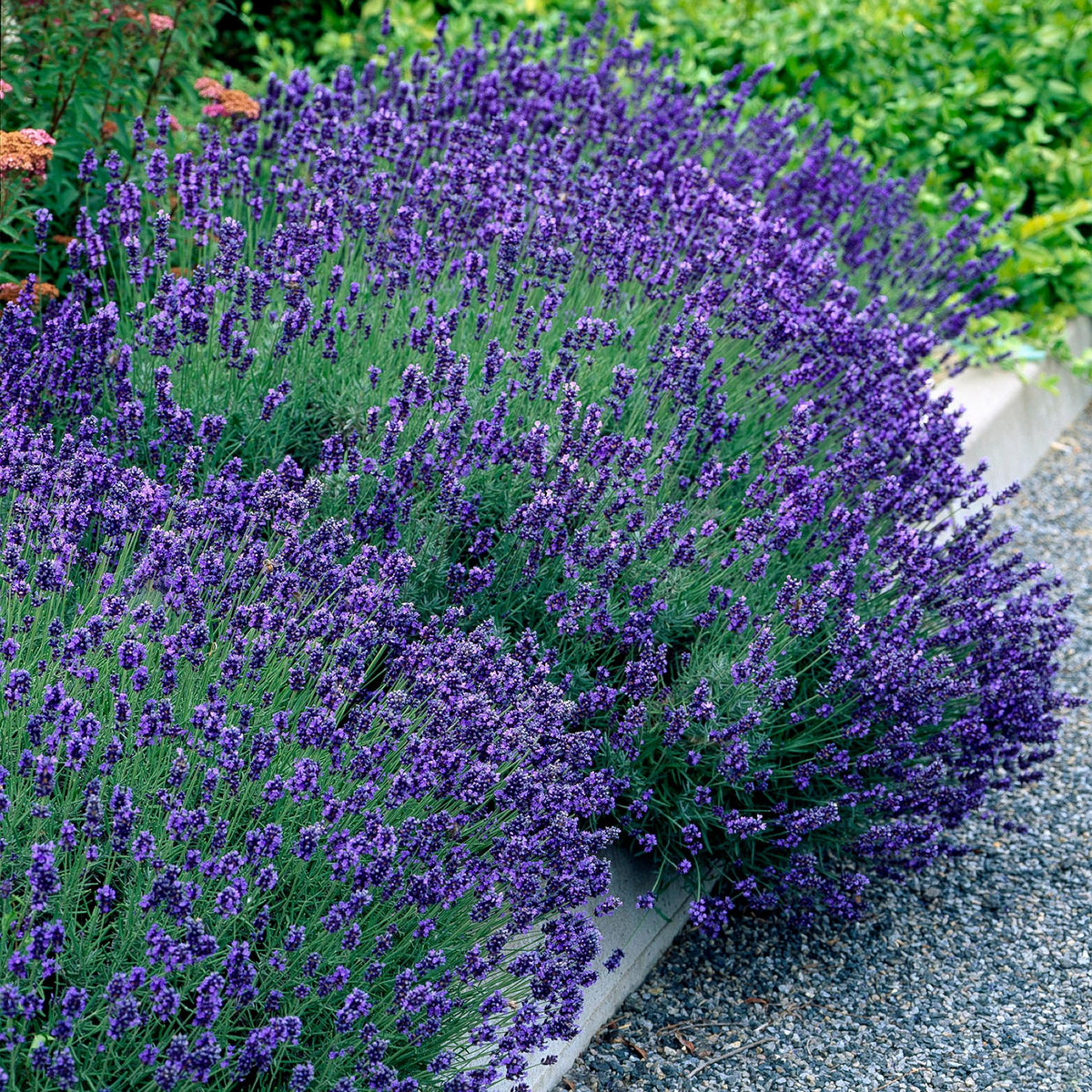 Lavendel angustifolia Hidcote in Topf, winterhart, lila Blüten, ca. 20-25cm hoch, 12cm Topf, Everspring.