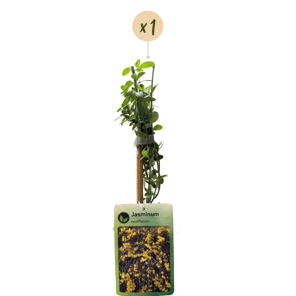 Winterjasmin kaufen – Jasminum nudiflorum | gelb, Ø 9 cm, Höhe 35 cm - Wurzelwerk Design