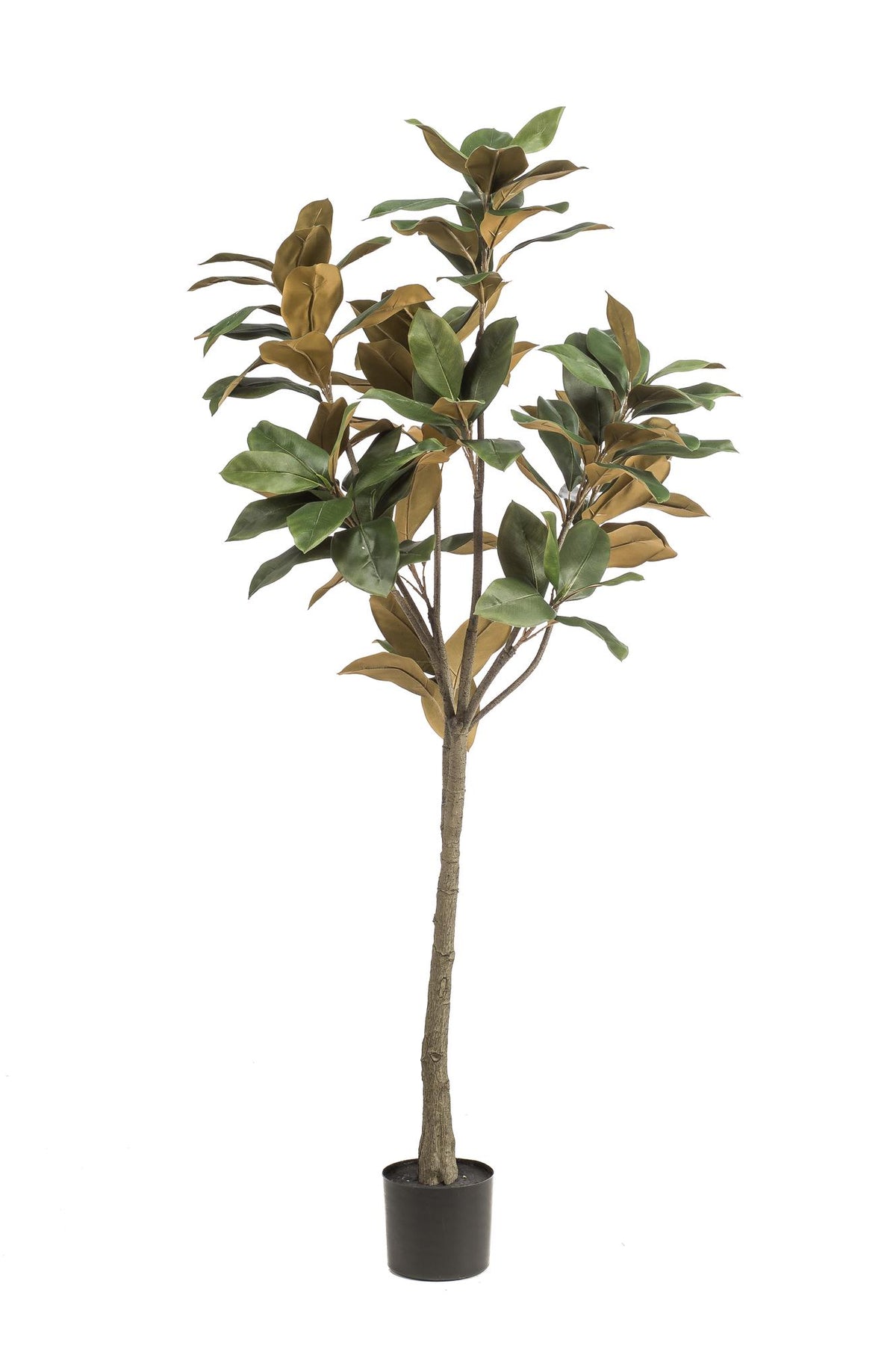Kunstpflanze Magnolia Grandiflora, 150cm oder 180cm, Everspring, realistische grüne Kunstpflanze mit weißen Blüten.