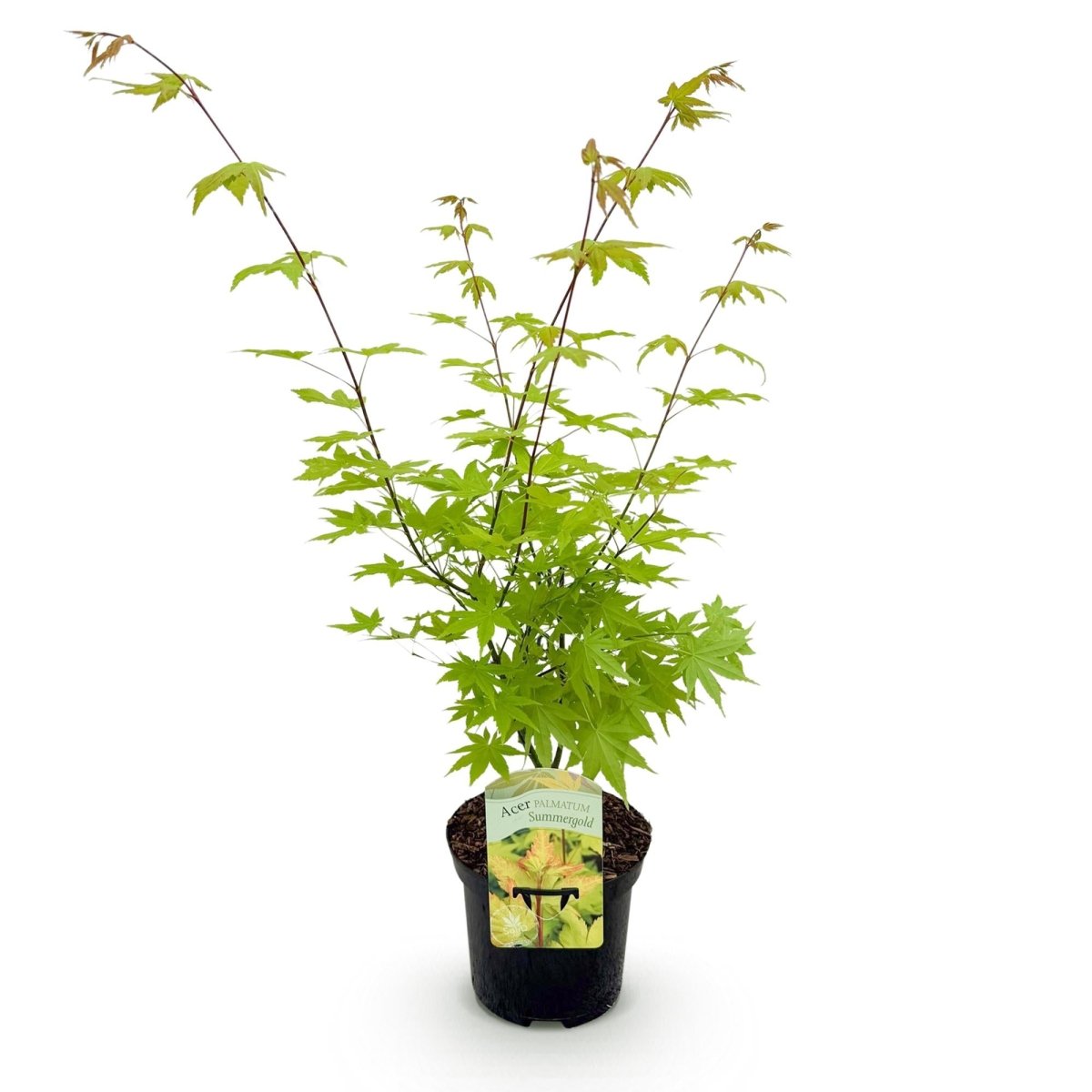 Japanischer Ahorn - Acer palmatum Summergold - Gelb - 1 Pflanze - Laubabwerfend - Topf 19cm Höhe 70cm - Wurzelwerk Design