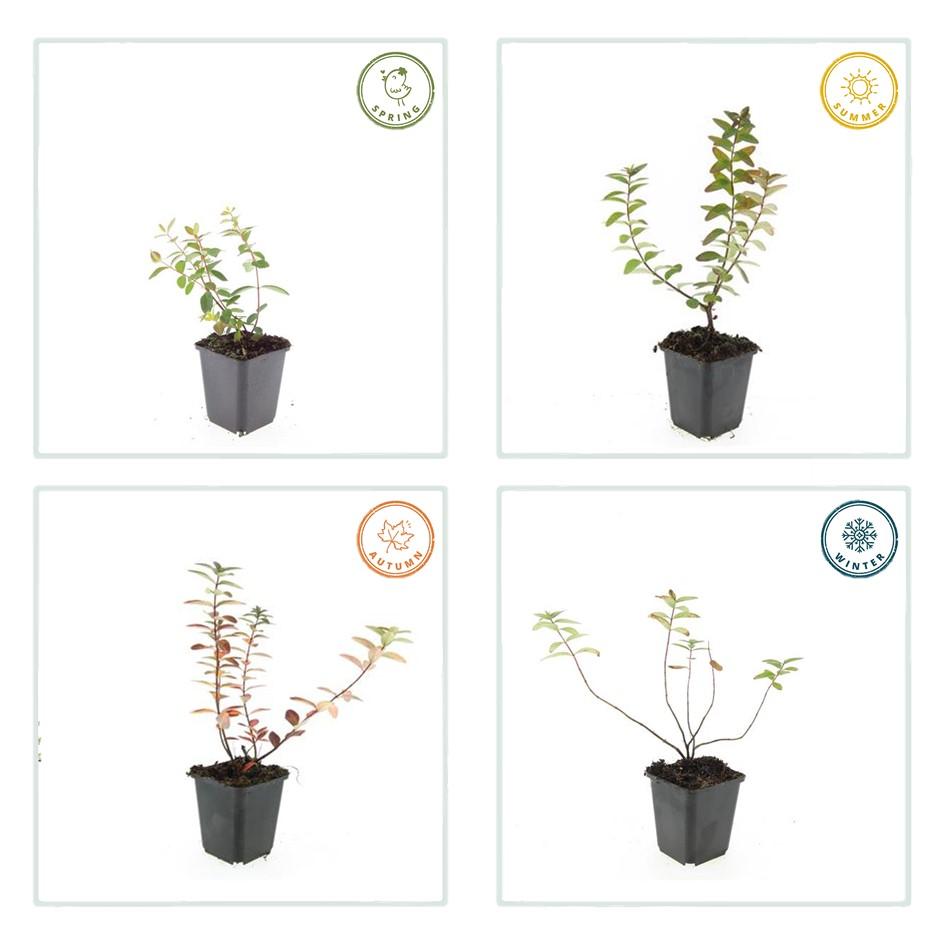 24x Hypericum dummeri ‘Peter Dummer’ – Bodendeckerpflanzen online kaufen