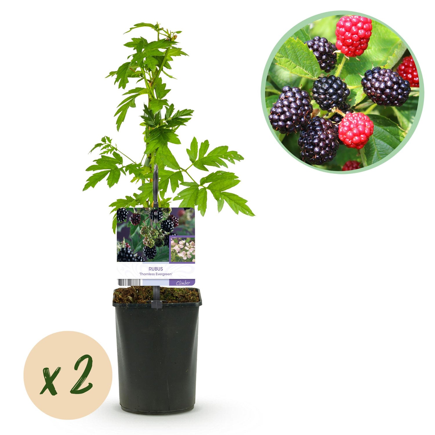 Brombeere - Rubus Thornfree Evergreen - Schwarze Brombeere - Dornlos - 2 Pflanzen - Topf 11cm Höhe 40cm