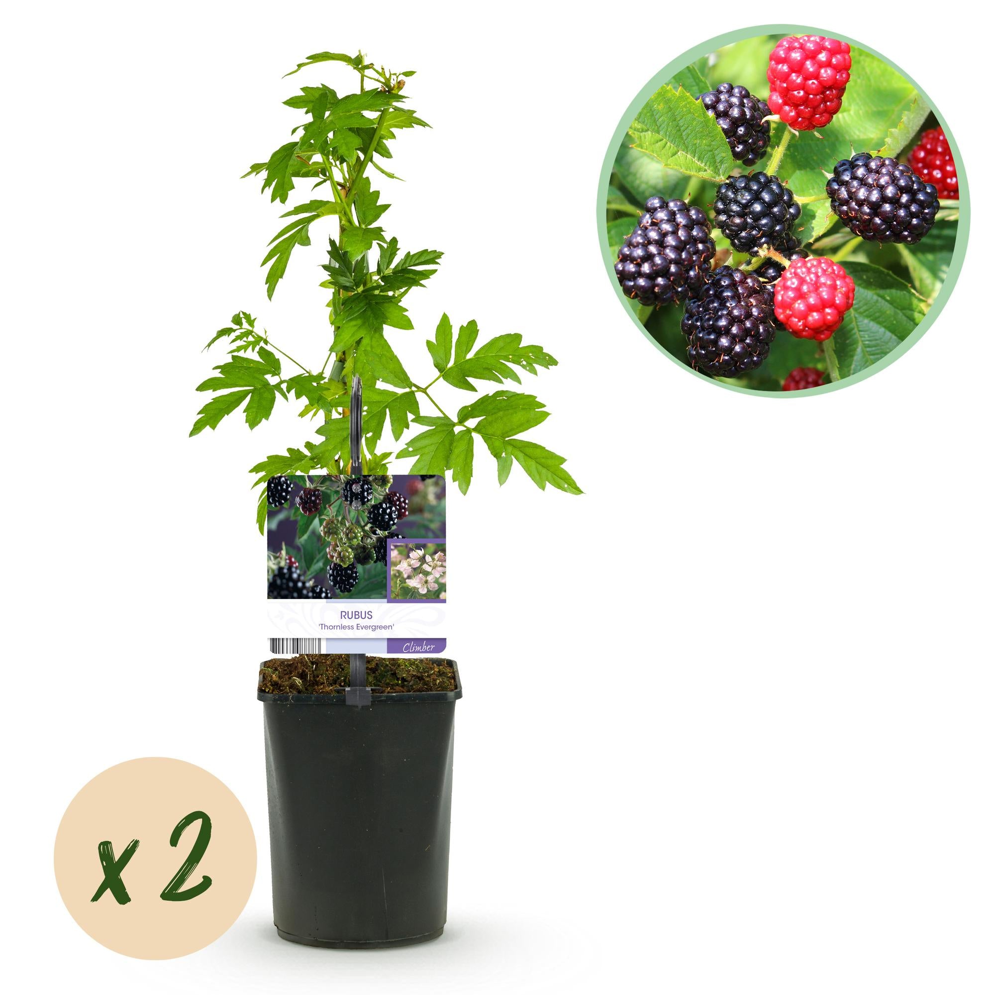 Brombeere - Rubus Thornfree Evergreen - Schwarze Brombeere - Dornlos - 2 Pflanzen - Topf 11cm Höhe 40cm