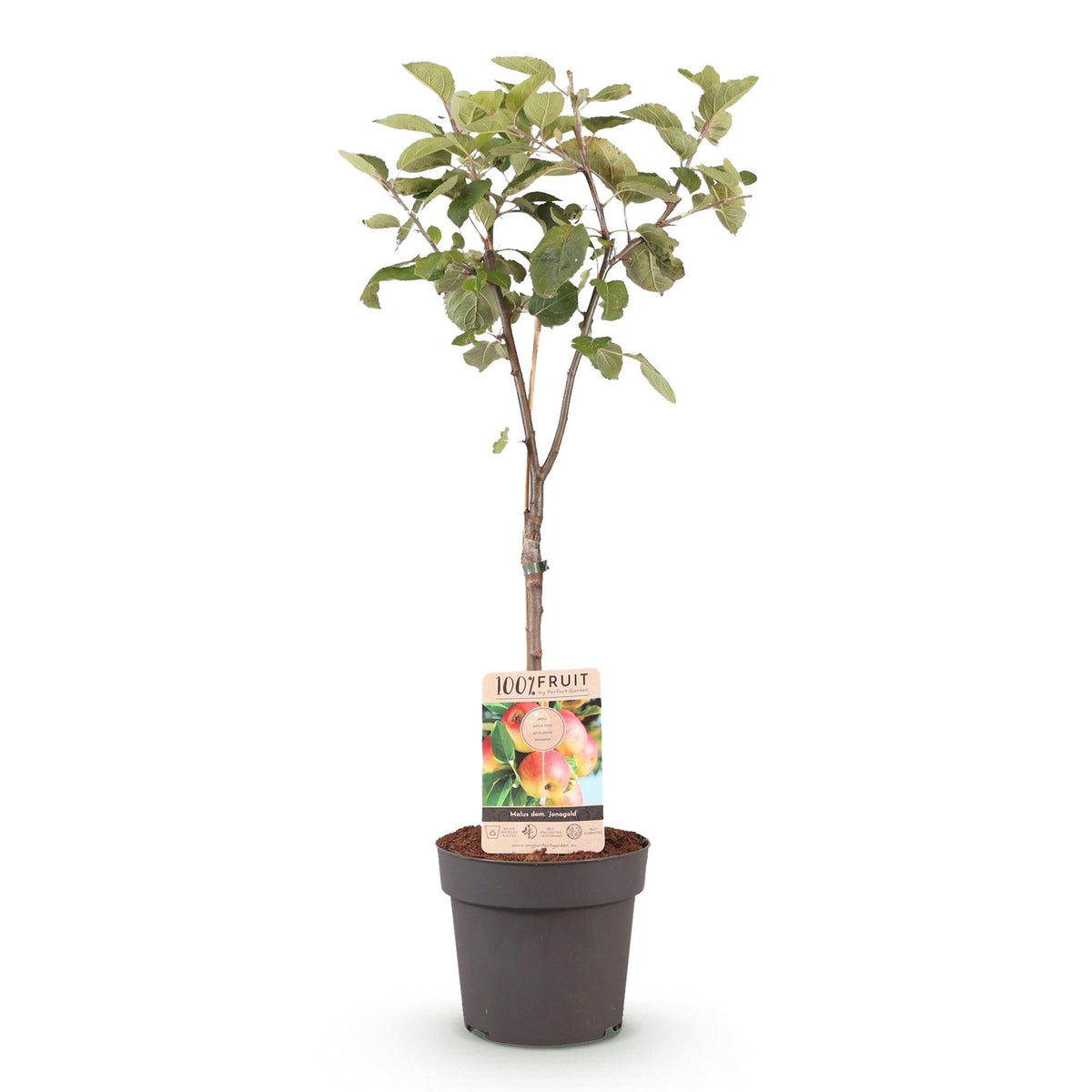 Gelbgrüner Apfelbaum Malus domestica Jonagold im Topf, Everspring, 21cm Durchmesser, 90cm hoch, fruchtbarer Obstbaum.