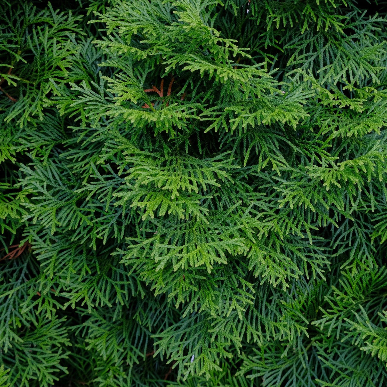 Lebensbaum Smaragd – Thuja occidentalis online kaufen | 6 Pflanzen für 1 m Hecke, immergrün &amp; winterhart – Wurzelwerk Design