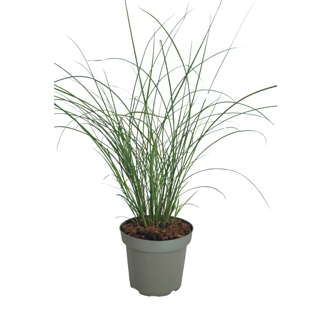 Chinaschilf Gracillimus kaufen | 3× Miscanthus, Ø 12 cm