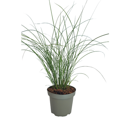 Chinaschilf Gracillimus kaufen | 3× Miscanthus, Ø 12 cm