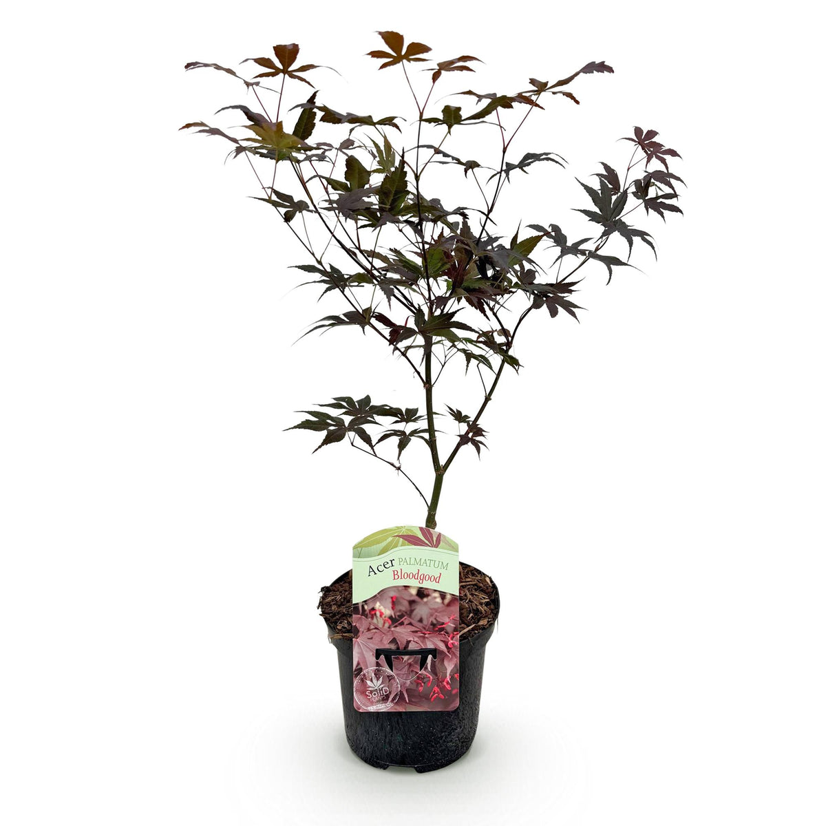 Japanischer Ahorn Bloodgood in Topf, laubabwerfender Baum mit roten Blättern, ca. 70 cm hoch, Everspring.