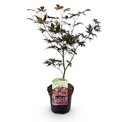 Japanischer Ahorn Bloodgood in Topf, laubabwerfender Baum mit roten Blättern, ca. 70 cm hoch, Everspring.