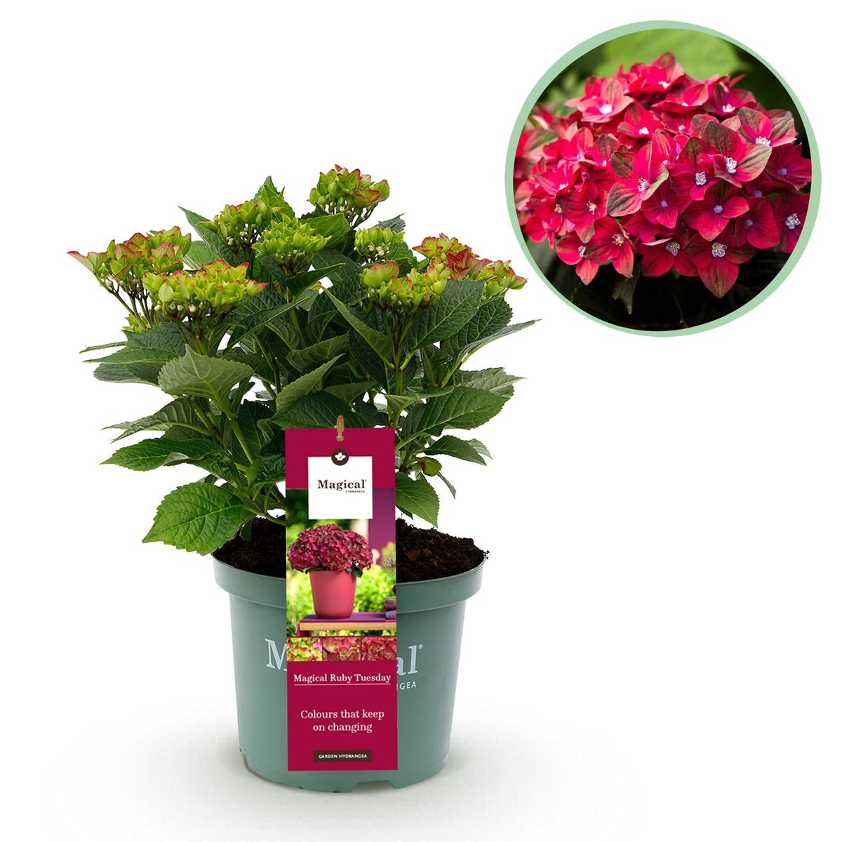 Everspring Hortensie Hydrangea Magical Teusday &amp; Saphire in rotem Topf, 6-10 Blüten, Höhe 55cm, Topf 23cm