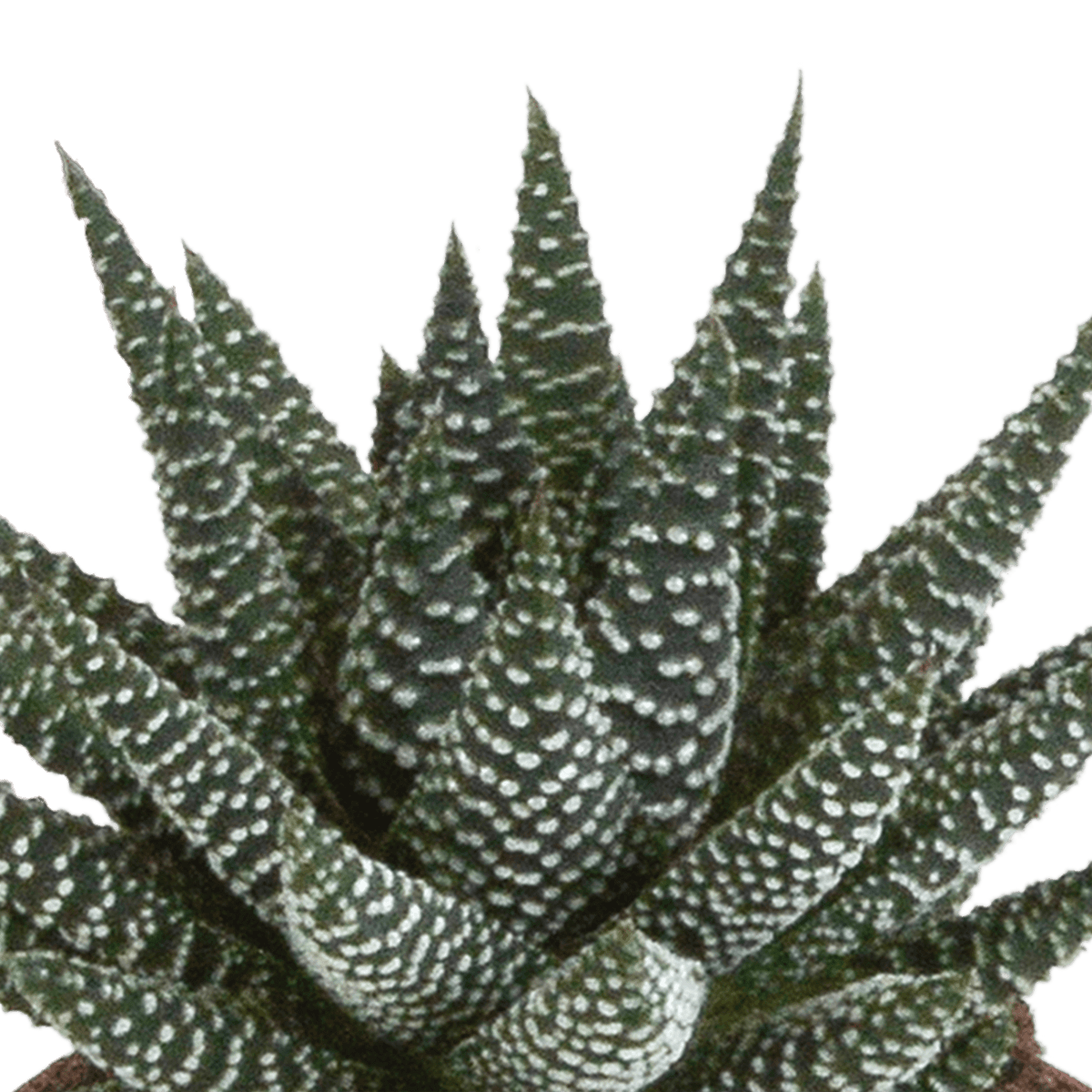 Drei Sukkulenten in weißen Töpfen, Gasteria und Haworthia Mischung, Ø 8,5 cm, Everspring, Nahaufnahme