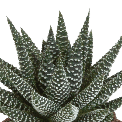 Drei Sukkulenten in weißen Töpfen, Gasteria und Haworthia Mischung, Ø 8,5 cm, Everspring, Nahaufnahme