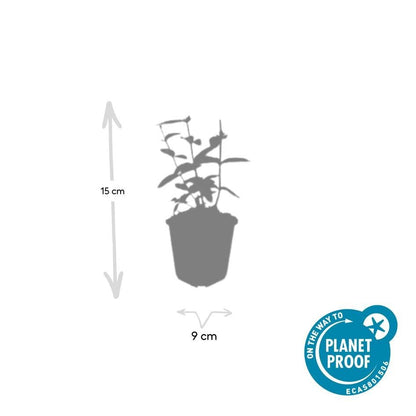 24x Zier - Johanniskraut mit leuchtenden Beeren – Höhe 10–25 cm – Ø 9 cm Topf - Wurzelwerk Design