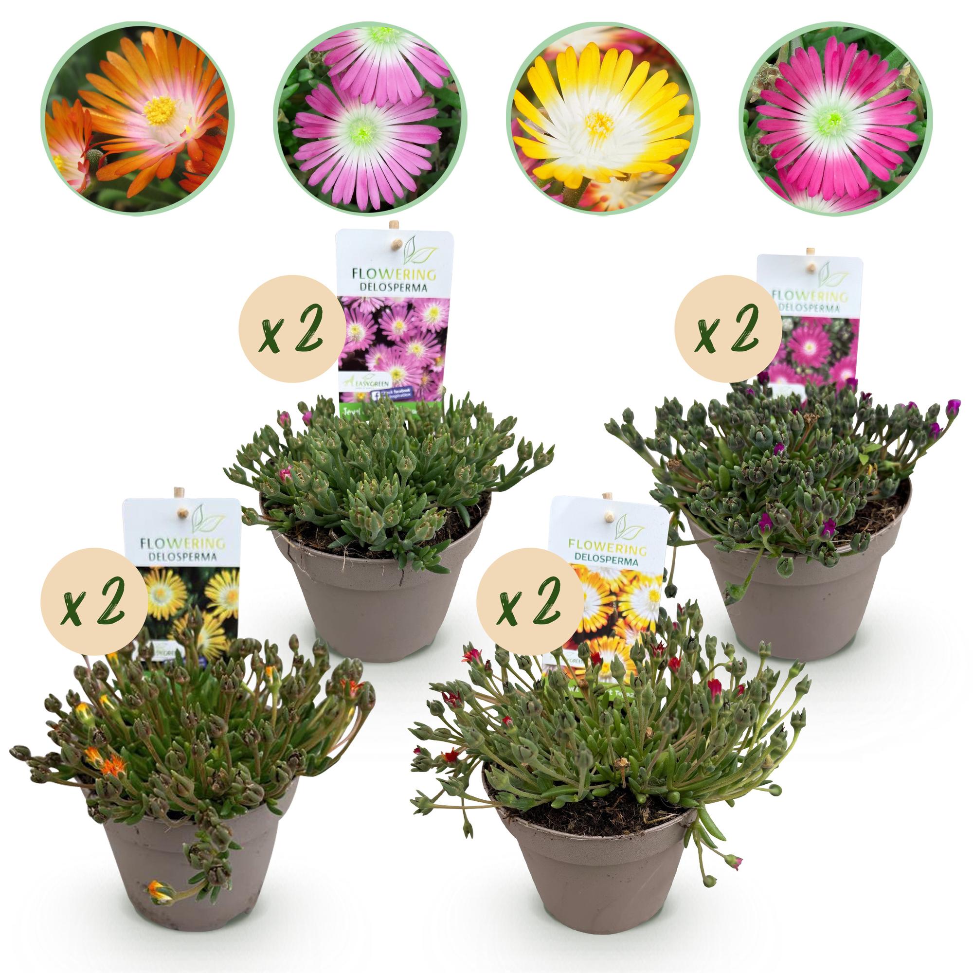 Bodendecker Delosperma Jewel of Desert | 8 winterharte Pflanzen – Farben Rot, Orange, Lila &amp; Rosa