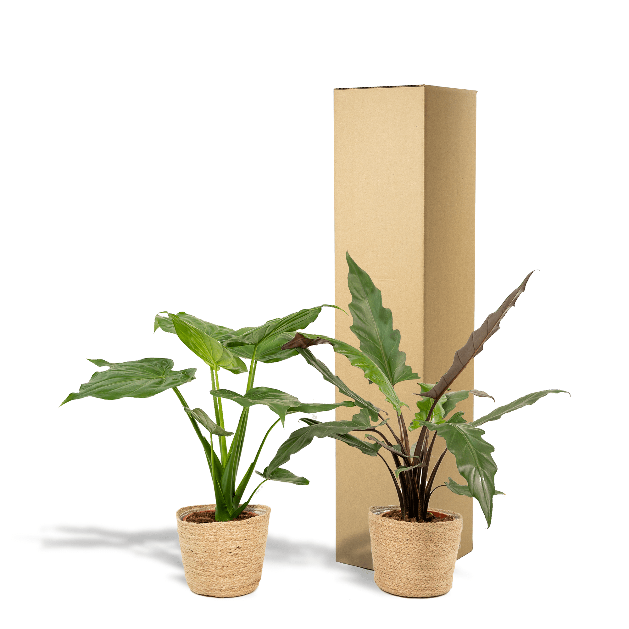 Alocasia Set im Korb mit Cucullata und Lauterbachiana, Everspring, 60 und 75 cm hohe Zimmerpflanzen in Korb.