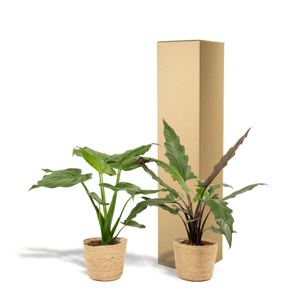 Alocasia Set im Korb mit Cucullata und Lauterbachiana, Everspring, 60 und 75 cm hohe Zimmerpflanzen in Korb.