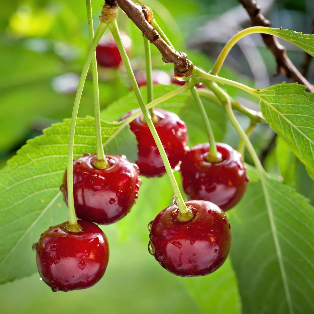 Rote Kirschenbaum Prunus avium Regina im Topf, circa 90cm hoch, Everspring, frisch und blühend