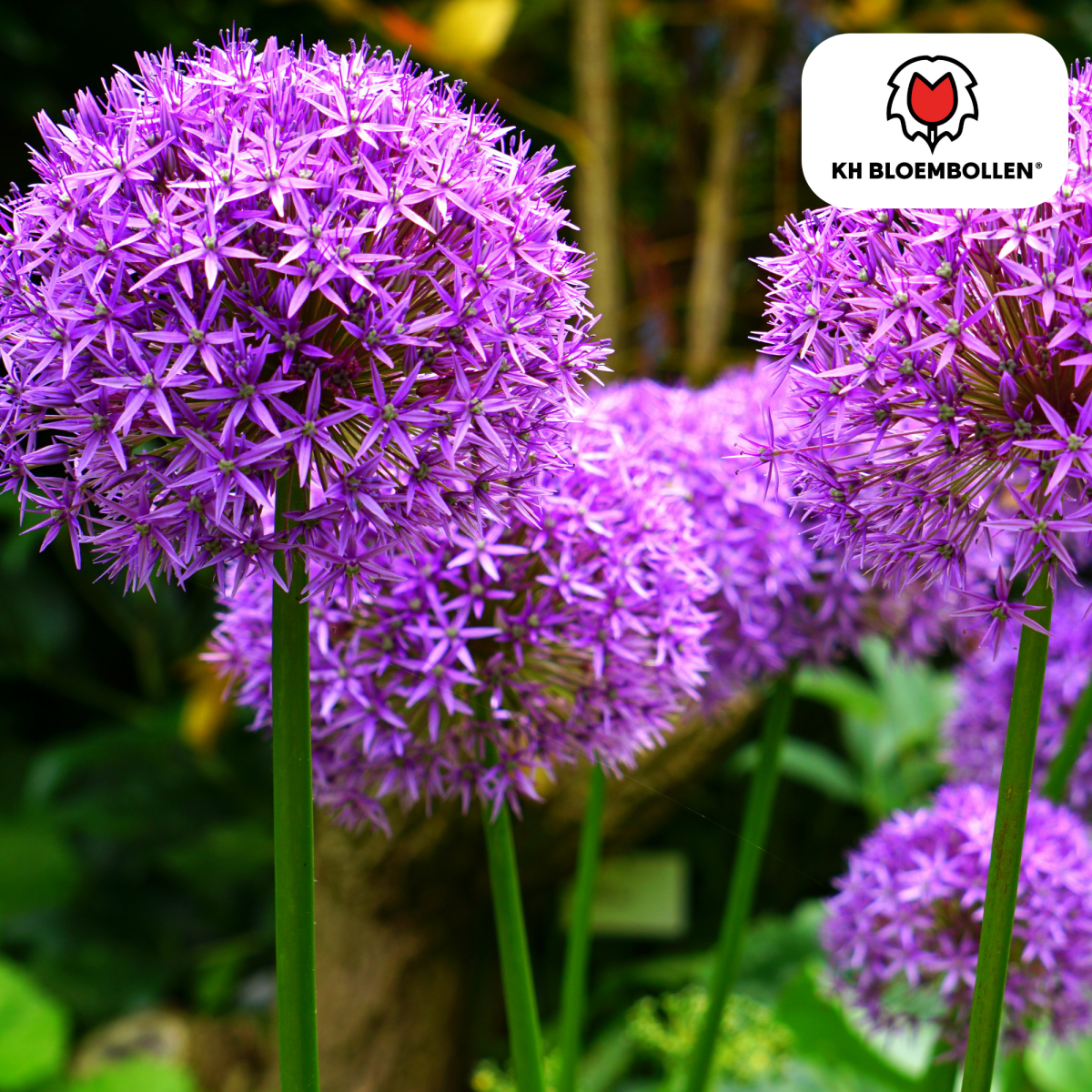 Allium Globemaster – 5 Stück | Riesiger Zierlauch in Violett - Wurzelwerk Design