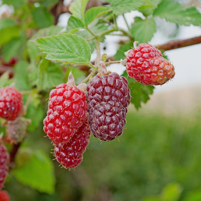 Himbeere Taybes - Rubus Tayberry - Rote Frucht - 2 Pflanzen - Topf 11cm Höhe 40cm