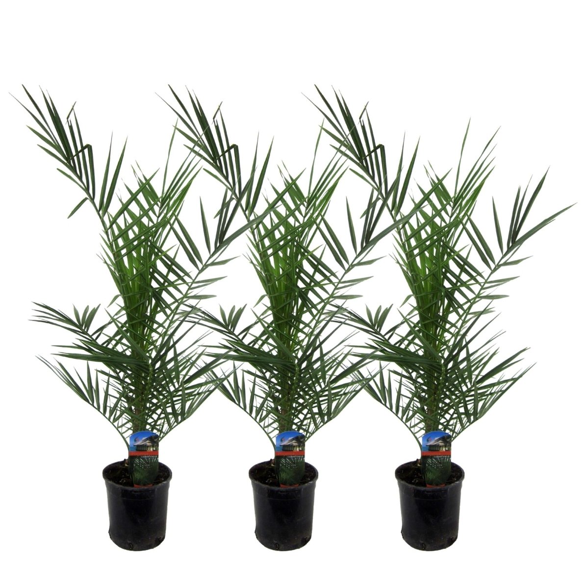 3x Kanarische Dattelpalme – Phoenix canariensis – Mediterrane Kübel - &amp; Gartenpflanze – Immergrün - Wurzelwerk Design