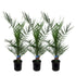 3x Kanarische Dattelpalme – Phoenix canariensis – Mediterrane Kübel - & Gartenpflanze – Immergrün - Wurzelwerk Design